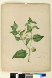 Page 172. Physalis edulis
