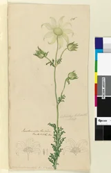 Page 176. Actinotus Helianthe