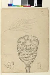 Page 178b. Spiralis