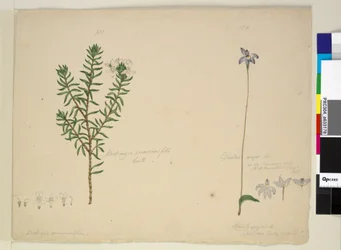 Page 183. Westringia rosmarinifolia Westringia fruiticosa; 184. Glossodia major