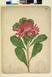 Page 206. Telopea speciosissima