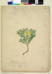 Page 224. Isopogon anemonifolius