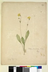 Page 227. Velleia paradoxa