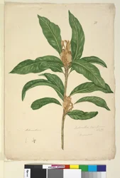 Xylomelum pyriforme