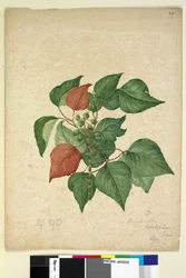 Page 247. Homolanthus populifolius Omalanthus populifolius