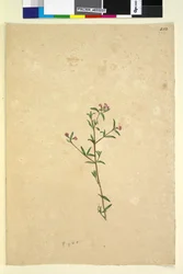 Page 252. Unidentified plant