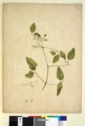 Page 256. Clematis glycinoides