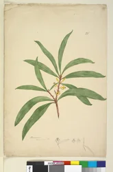 Persoonia salicina
