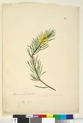Persoonia linearis