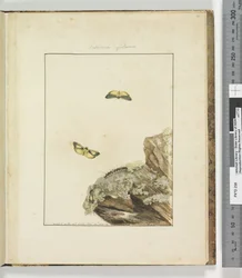 Page 39. Plate 10 Lithosa Replana