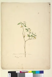 Solanum nigrum