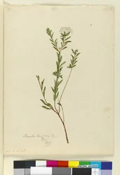 Pimelea linifolia