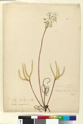 Page 53. Drosera binata