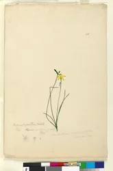 Page 55. Hypoxis hygrometrica