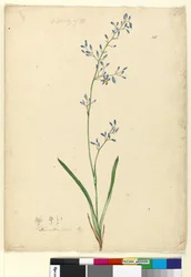 Page 58. Dianella levis