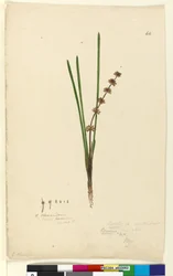 Page 62. Xerotes Lomandra multiflora