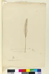 Imperata arundinacea syn. Saccharum cylindricum