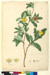 Page 94. Hibbertia volubilis syn. Hibbertia scandens