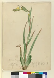 Phylidrum lanuginosum