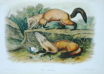 Pine Marten, plate 138 from 