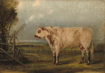 A Young Bull