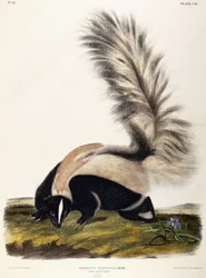 Large Tailed Skunk, 1846