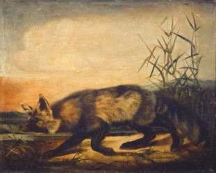 Long-Tailed Red Fox, 1848-1854