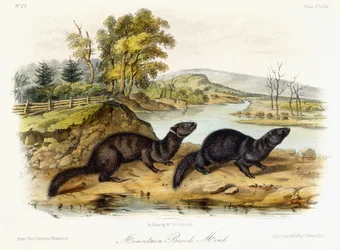 Mountain Brook Mink