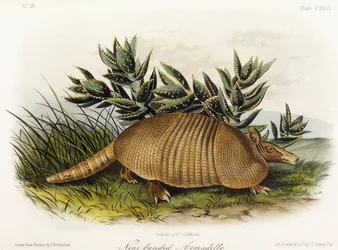 Nine-banded Armadillo