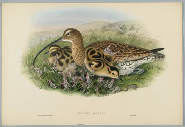 Numenius Arquata - Curlew, engraved by H. C. Richter