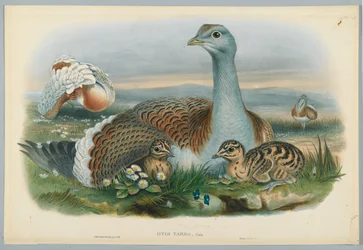 Otis Torda - Great Bustard, drawn by J. Wolf, engraved by H. C. Richter