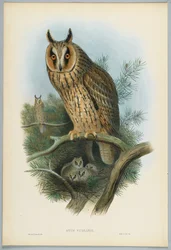 Otus Vulgaris - Long-Eared Owl, drawn by J. Wolf, engraved by H. C. Richter