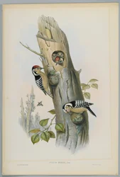Picus Minor - Lesser Spotted Woodpecker, engraved by H. C. Richter