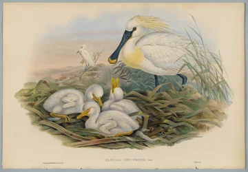 Platalea Leucorodia - Spoonbill and Young, engraved by H. C. Richter
