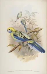 Platycerus Cyanogenus, from The Birds of Australia by John Gould