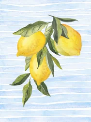 Sunny Citrus On Blue