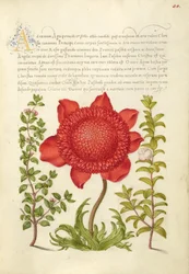 Basil Thyme, Poppy Anemone, and Myrtle