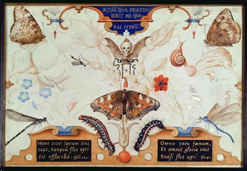 Diptych with flowers and insects, 1591