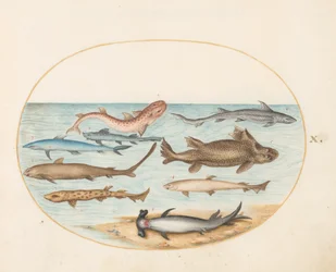 Fish, c.1575-80
