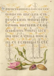 French Rose and Pistachio