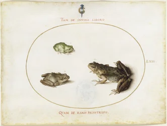 Frogs, Plate LXIII (engraved series I, 7)