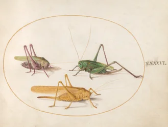 Grasshopper, c.1575-80