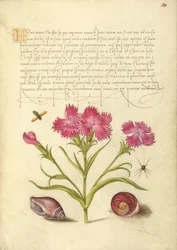 Insect, Sweet William, Spider, Marine Mollusk, and Eye of Santa Lucia