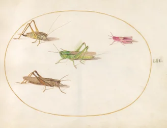 Insects, c.1575-80
