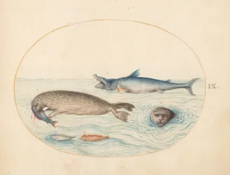 Marine Creatures, c.1575-80