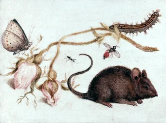 Mouse, Flower and Insect