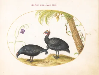 Plate 11: Pair of Guinea Fowl with Palm Tree and Fritillaria