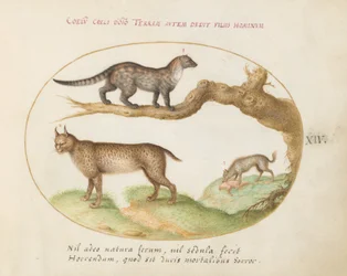 A Civet, a Lynx, and a Hyena