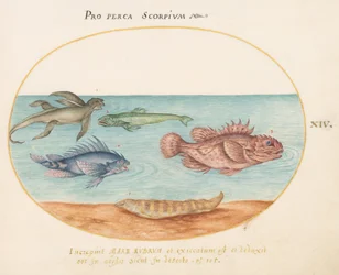 Plate 14: A "Sea Ape," Two Scorpion Fish, and Two Other Fish