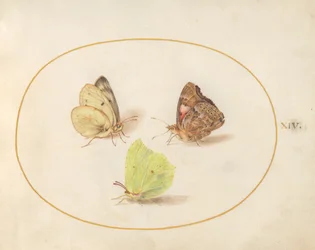 Plate 14: Common Brimstone, Red Admiral, and Clouded Yellow Butterflies